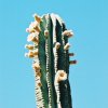 Pachycereus_pringlei